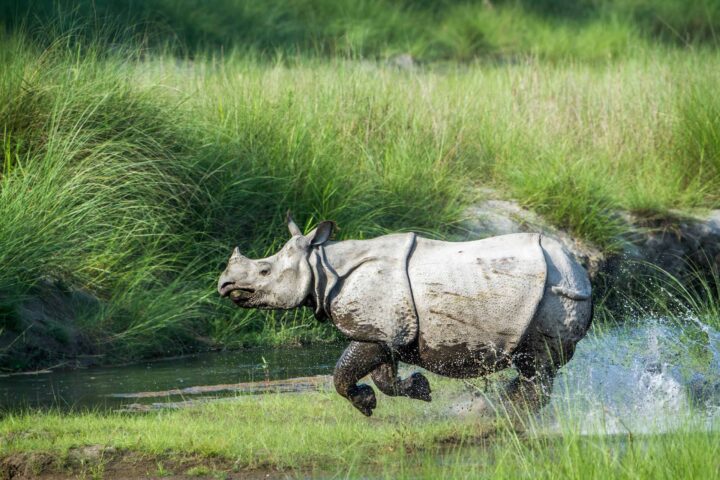 A rhinoceros embarks on an adventurous run through a grassy area with water splashing beneath its feet. The background is lush with tall green grass, creating a scene akin to an untamed hiking trip in the wild.