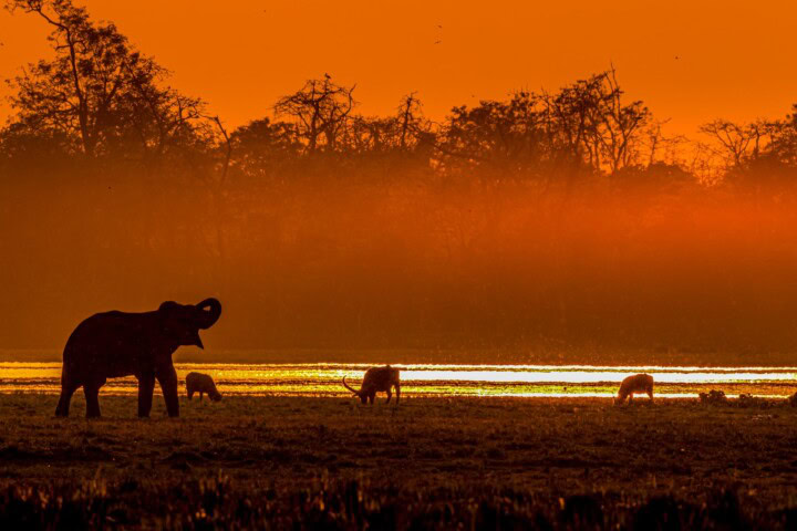 A silhouette of an elephant and other animals grazing on a plain at sunset, with an orange sky and trees in the background, evokes the spirit of adventure for any traveler seeking a serene escape.
