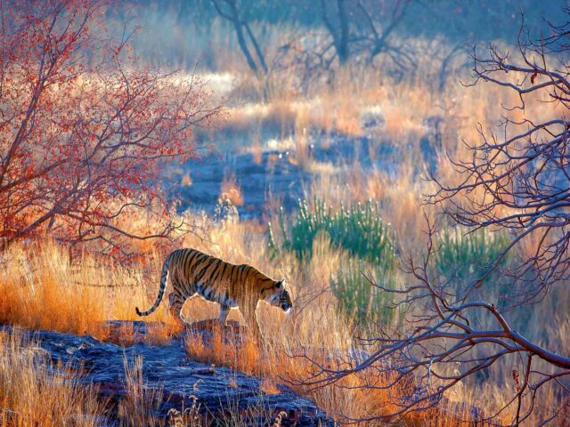 A tiger, like a seasoned traveler, strides through the dry, grassy landscape with sparse trees on a bright day.