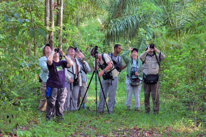 A group of adventure travelers in outdoor clothing are birdwatching in a dense forest, looking upwards through binoculars and carrying cameras on a dirt path surrounded by greenery.