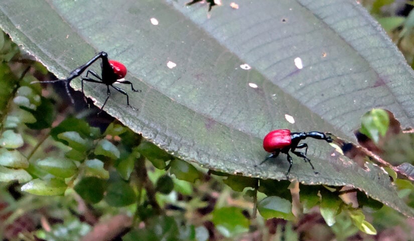 Two small beetles with bright red shells and long, thin legs and necks are walking on a large green leaf. The background, resembling the lush flora of the Eighth Continent, is filled with blurred greenery.