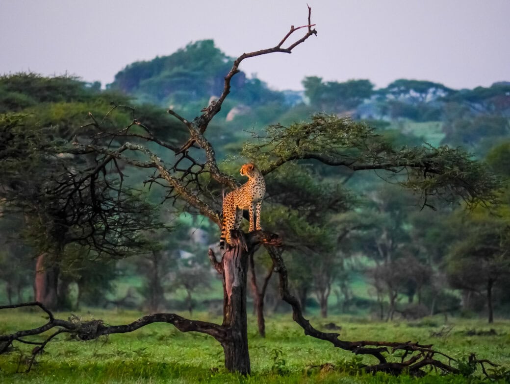 A cheetah stands on the branch of a tree in a green savanna landscape, as if observing the land like a guide on a tour, with scattered trees stretching into the background.