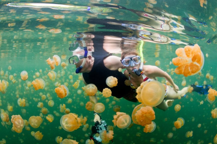 Two snorkelers swim among numerous golden jellyfish in the greenish underwater environment of Palau.