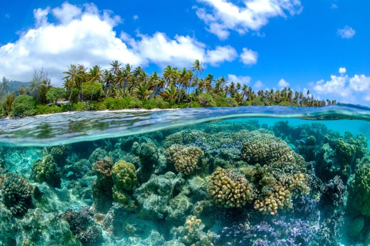 Half-submerged view of a tropical island with palm trees under a blue sky, revealing an underwater coral reef in clear, turquoise water—a perfect travel destination in French Polynesia.