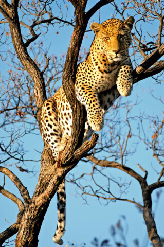 A leopard rests on the branches of a leafless tree against a blue sky, gazing directly ahead, as if watching an approaching traveler on their tour.