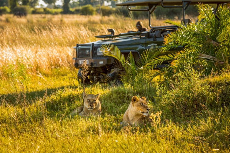 Two lions rest in tall grass near a safari vehicle with passengers observing them—a stunning scene you might witness in the best parks South Africa has to offer.