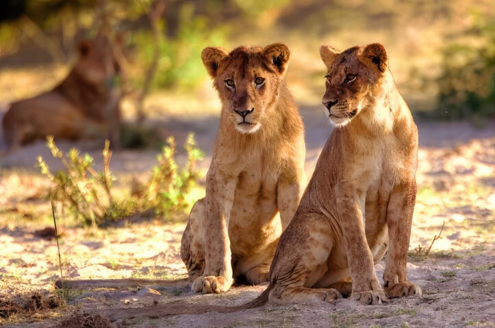 Two young lions sit closely together in a sunlit, sandy area with sparse vegetation, resembling attentive travelers on a hike, while another lion lingers in the background.