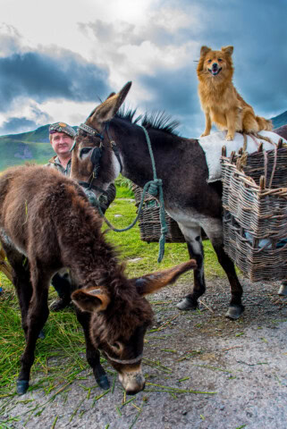 A person stands next to two donkeys, one of which has a dog sitting on its back. The donkeys, laden with woven baskets, are grazing under a cloudy sky with the rolling hills of Ireland in the background.