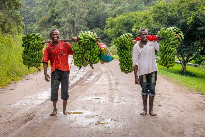 Two people carrying bananas.