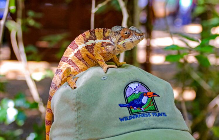 A chameleon perched on top of a person's cap.