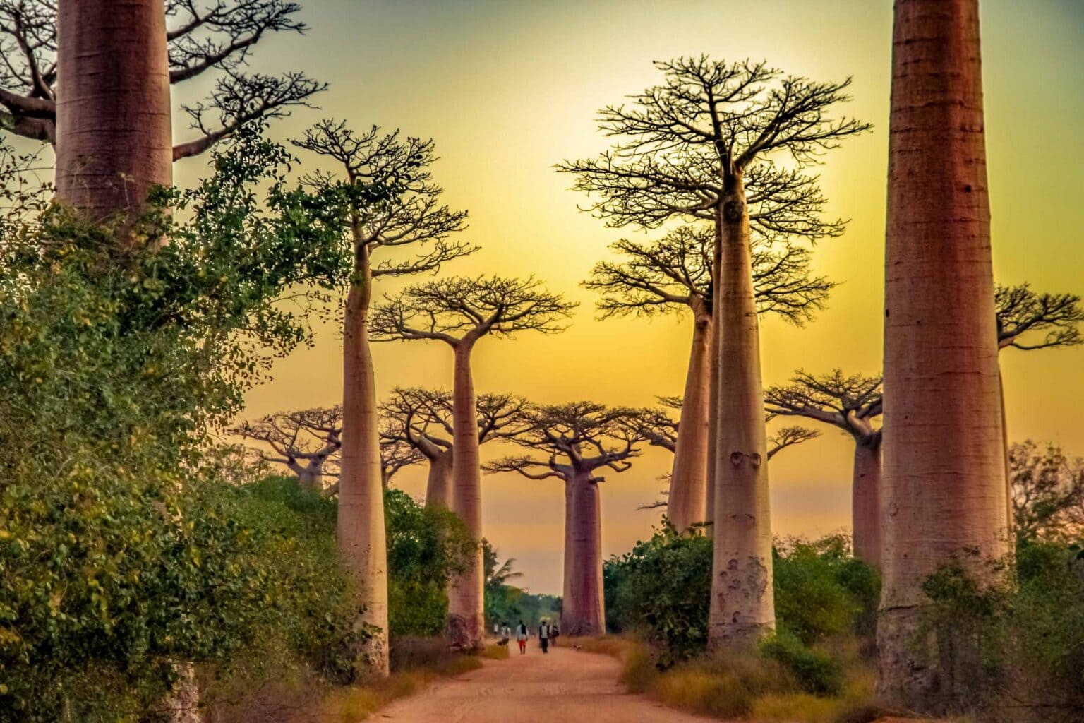 Sunset in the famous Avenida de Baobab near Morondava in Madagascar.
