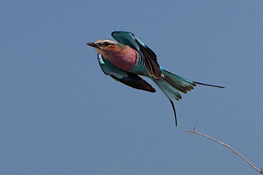 A bird with blue and purple feathers is in mid-flight against a clear blue sky, evoking the spirit of adventure. A thin twig is visible at the bottom right corner.