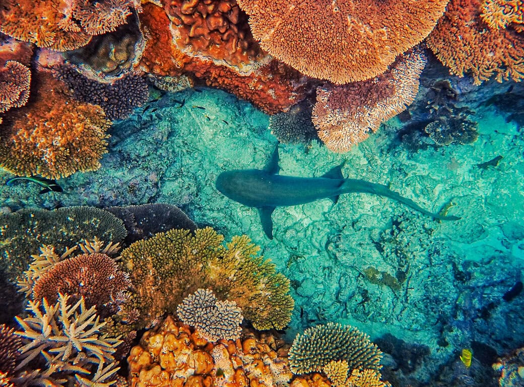 A shark swims over a colorful coral reef in clear blue water, surrounded by various types and colors of coral, highlighting the importance of conservation in protecting this vibrant underwater community.