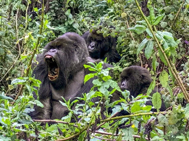 A group of gorillas in a dense, green forest. A large gorilla in the foreground has its mouth open, and two smaller gorillas are behind. Vegetation surrounds them, creating an unforgettable scene for those lucky enough to take this guided tour through their natural habitat.