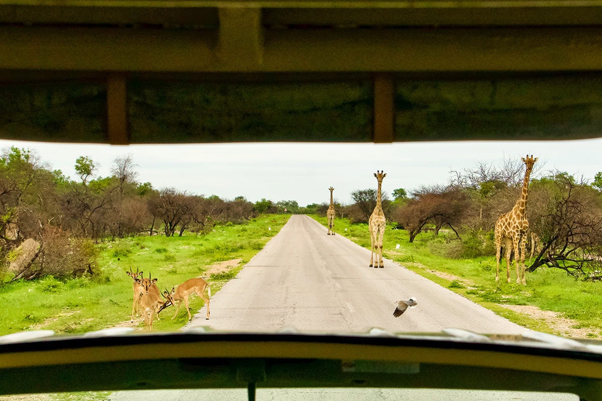 Namibia green season girrafe on road