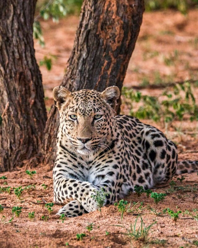 A leopard with spotted fur lies on the ground near the base of a tree, staring directly ahead—a serene scene that conservationists in Namibia Wildlife strive to protect.
