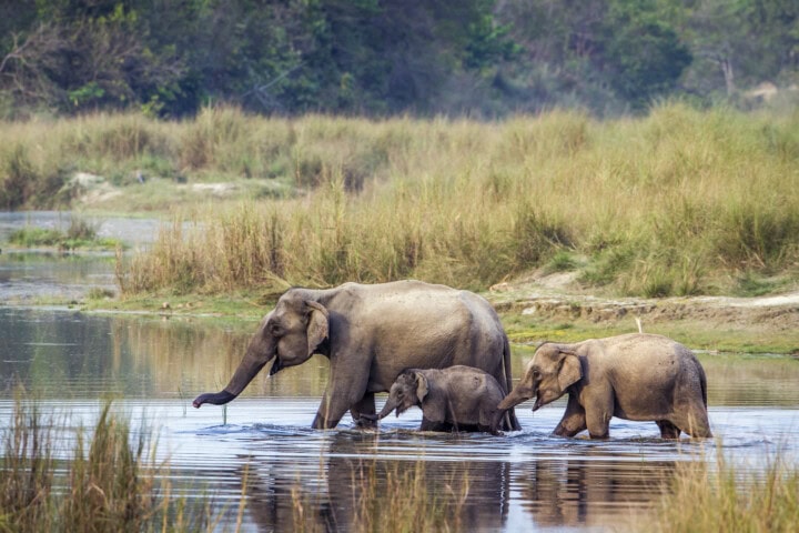 Three elephants, including a baby, walk through shallow water in a grassy, forested area of Nepal.