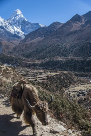A loaded yak walks along a mountain path in the Himalayas, with snow-capped peaks and terraced fields in the background under a clear blue sky.