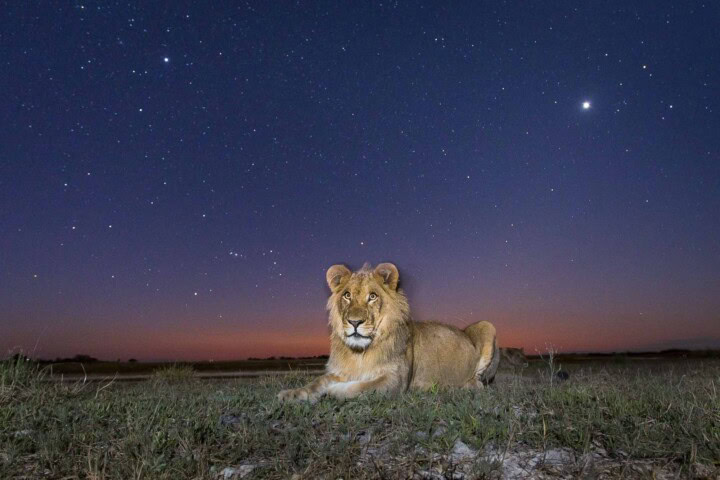 A lion lies on the grassy terrain of Zambia under a starry night sky with a twilight horizon in the background, offering an enchanting scene perfect for travel and tourism enthusiasts.