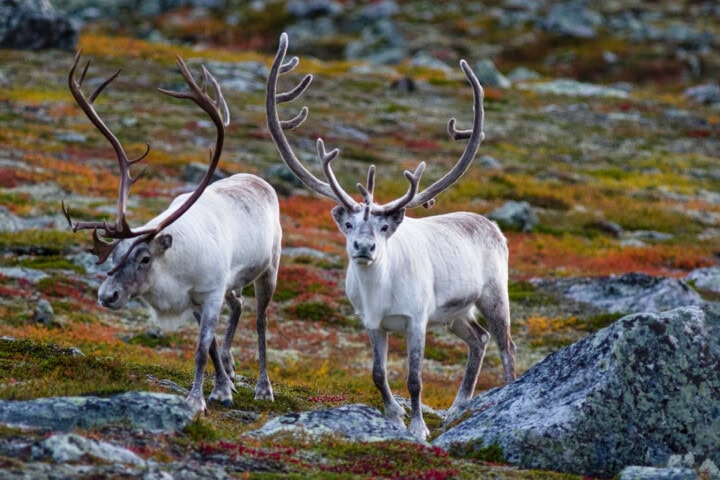 Two reindeer with large antlers stand on a rocky terrain, surrounded by patches of colorful vegetation in Norway.