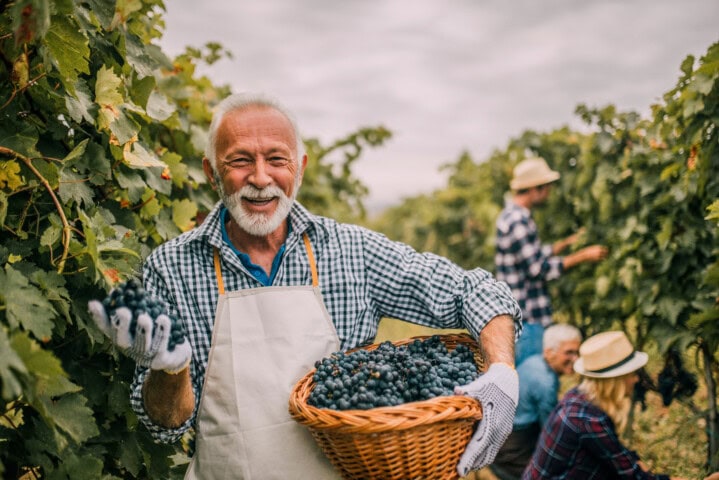 An elderly man, wearing a checked shirt and apron, holds a basket filled with grapes in a vineyard in Portugal. Other people are seen picking grapes in the background.