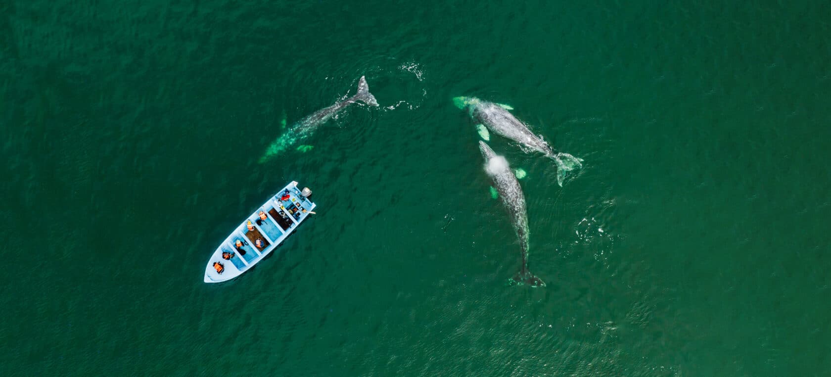A blue boat with people observing three whales swimming in the green sea off the coast of Mexico from an aerial view.