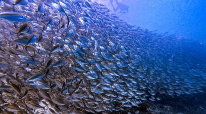 A diver swims above a large school of fish, exploring the vibrant underwater world of Raja Ampat, with clear blue water surrounding them and a sandy seabed visible below.