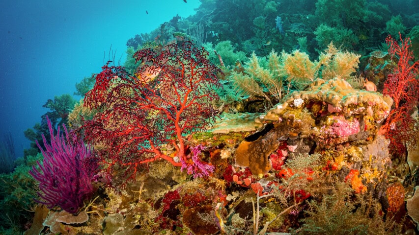 A vibrant underwater coral reef in Palau showcases various corals and marine vegetation in stunning colors, including red, purple, green, and orange, set against a serene blue water background.
