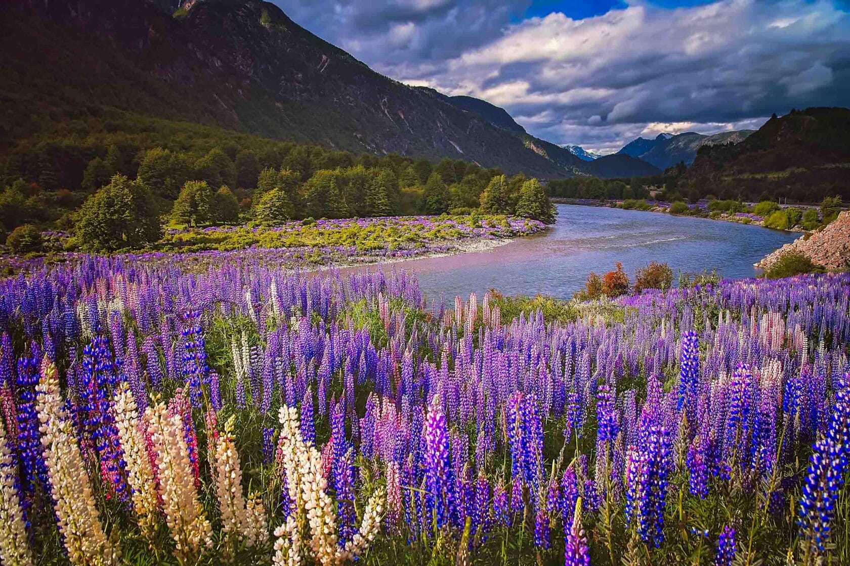 Lupin field and mountain river scenery in Patagonia.