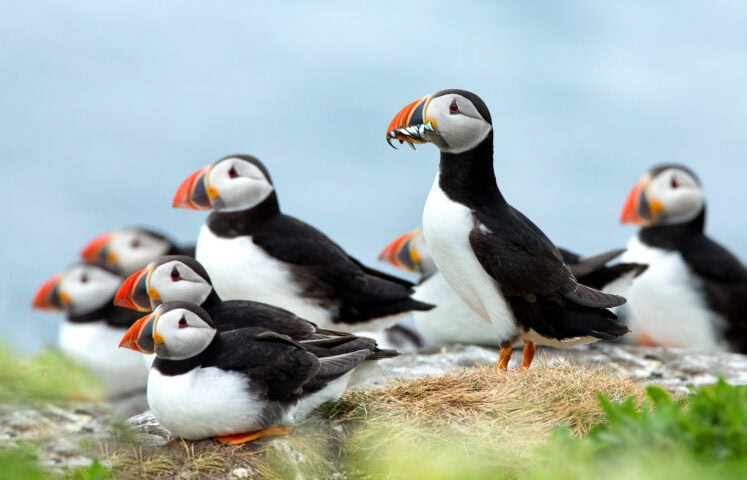 A group of Atlantic puffins stands on grassy ground near the sea, with one puffin holding small fish in its beak.