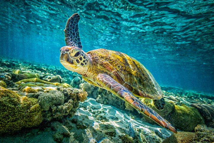 A sea turtle underwater.