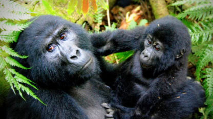 A gorilla and its baby rest in a forested area, surrounded by green leaves and ferns, forming a tender family portrait. The baby gently touches the adult's face.