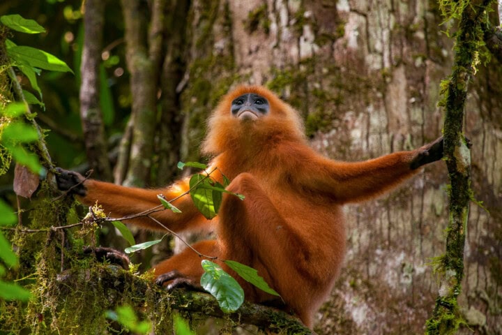 A red-haired monkey sits on a tree branch, looking upwards. The background consists of the dense, green foliage and a large tree trunk typical of Malaysia's lush forests.