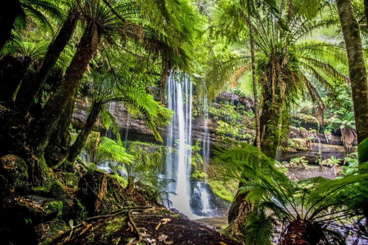 A waterfall flows through a lush green forest with ferns and moss-covered rocks, creating a picturesque scene perfect for tourism in Tasmania.