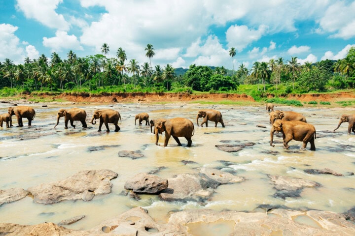 A group of elephants walking through a shallow river with a forest and cloudy sky in the background, embodying the natural beauty of Sri Lanka.