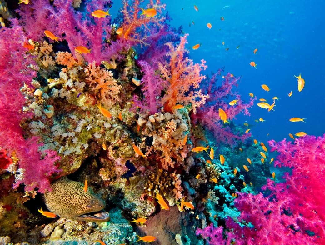 A colorful coral reef teeming with pink and orange corals, small orange fish, and a hidden eel in the center against a blue ocean background dazzles all months of the year.