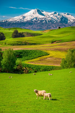A green pasture with grazing sheep against the backdrop of New Zealand's snow-capped mountains on a clear day.