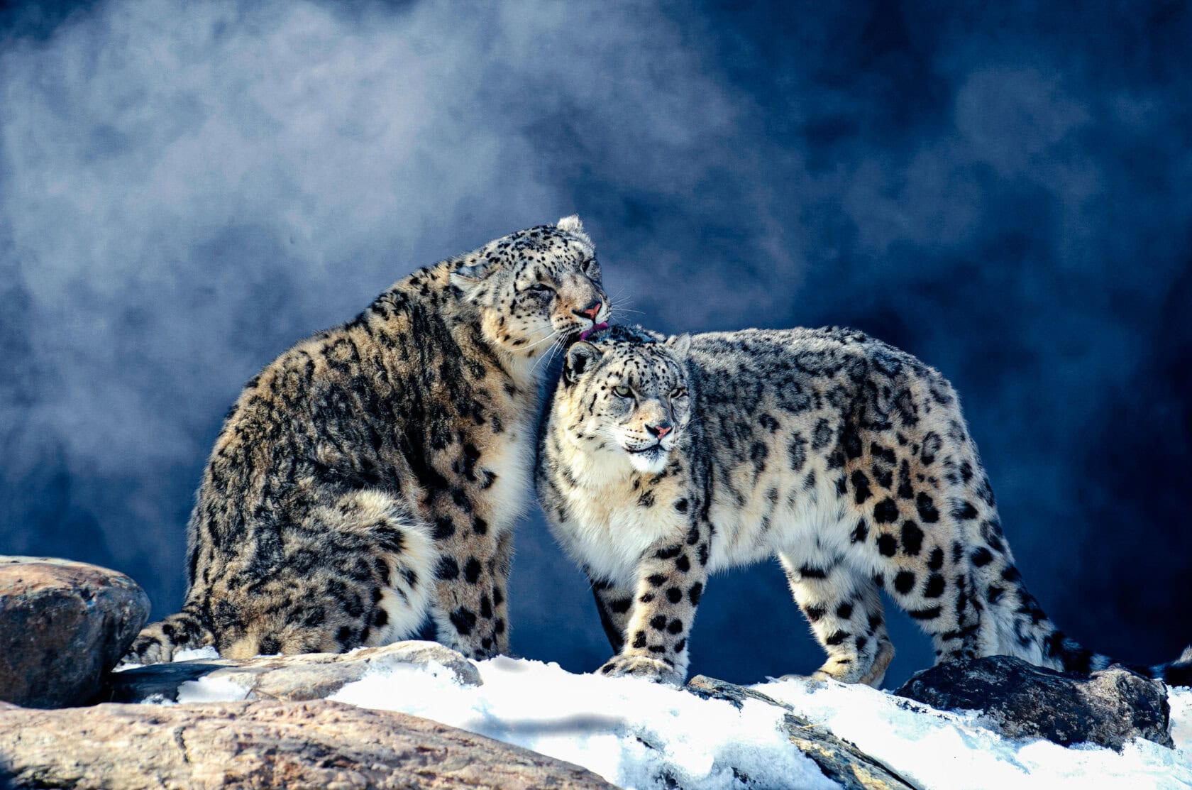 Two elusive snow leopards stand on the snowy ground, one gently licking the other's head against a foggy backdrop in India. It's a rare and magical moment, showcasing why understanding where and when to see these majestic creatures is so important.
