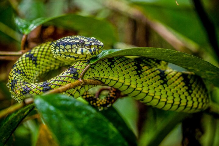 A green and black snake with a diamond pattern casually coils around a branch amidst the lush green leaves of Malaysia's tropical forests.