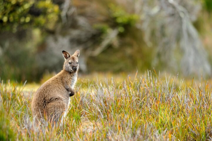 A kangaroo stands in tall grass, looking directly at the camera. In this snapshot of Australia, the background is a blurred mix of foliage and greenery.