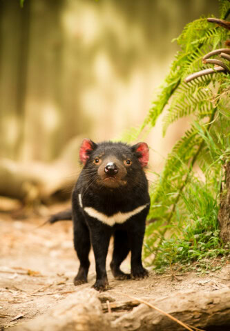 A Tasmanian devil with black fur and a white stripe stands on a dirt path next to green plants and a wooden fence, embodying the wild spirit of Australia.