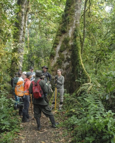 A group of people with backpacks and walking sticks gather in a dense forest near a large tree, ready to embark on an unforgettable adventure.