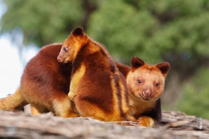 Two Goodfellow's tree kangaroos with reddish-brown fur are perched on a branch. The foreground tree kangaroo faces the camera, while the other looks away. Lush greenery, reminiscent of the vibrant rainforests in Papua New Guinea, forms the background.