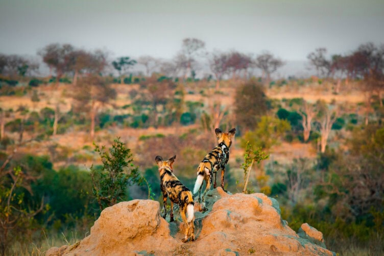 Two African wild dogs stand on a rocky outcrop, surveying the sweeping savanna landscape—an iconic scene found in Tanzania’s best parks, making it a dream destination for any safari enthusiast.
