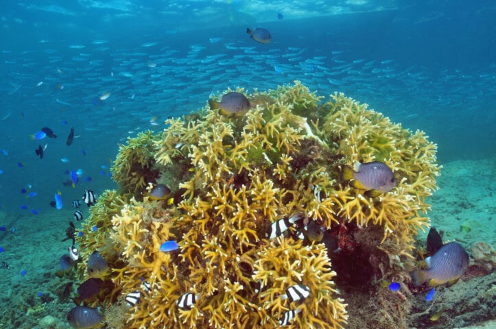 Underwater scene with various fish swimming around and near yellow coral. Above the coral, a school of fish can be seen in the blue waters of Tonga.