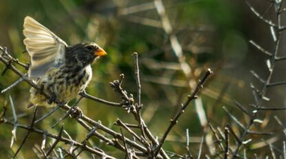 A small bird with a yellow beak and brownish feathers perches on a thorny branch, wings partially spread, capturing a timeless moment in wildlife. The background is blurred with green foliage.