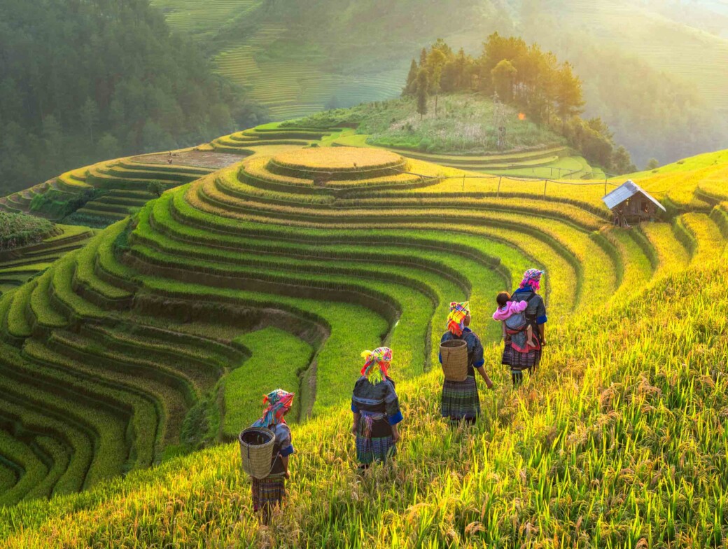 Rice farmers in a rice terrace in Vietnam.