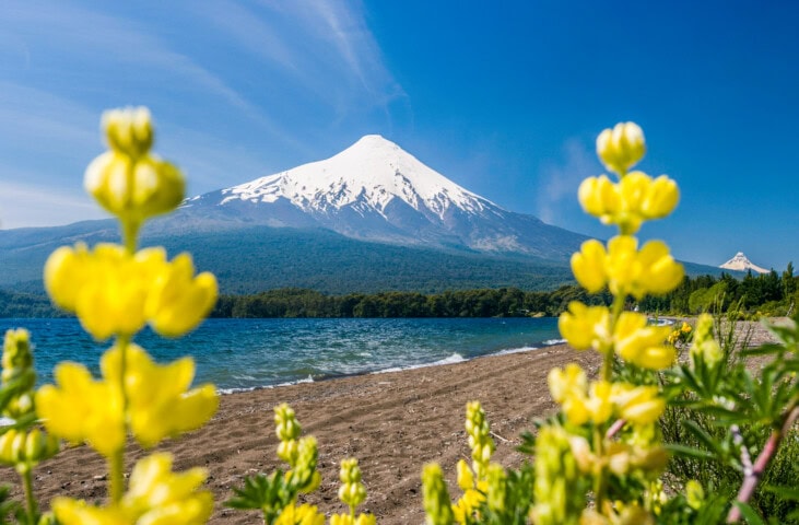 A snow-capped volcano in Chile stands majestic against a clear blue sky, with vibrant yellow flowers in the foreground, a serene lake, and a sandy shore.