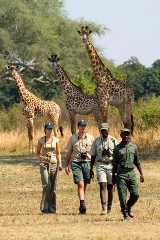 Four people wearing safari gear walk along a grassy area in Zambia with three giraffes in the background. They appear to be in a natural or wildlife reserve setting, capturing the essence of African tourism.