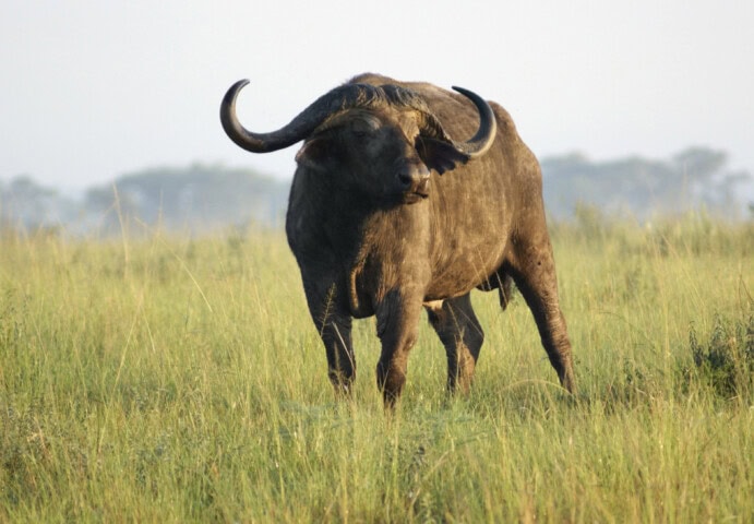 A large buffalo with curved horns stands in the tall grass of an open field, as if watching over hikers on a scenic trip, with blurred trees in the background.